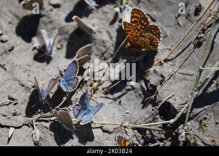 Butterflies taking up nutrients Stock Photo