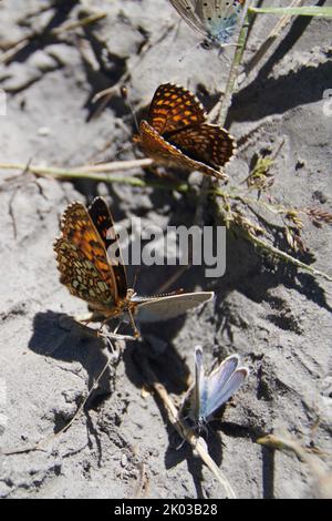 Butterflies taking up nutrients Stock Photo