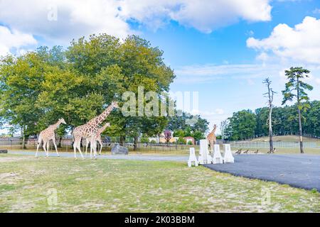 Giraffes in park,  Beautiful giraffe wildlife animals - Image Stock Photo