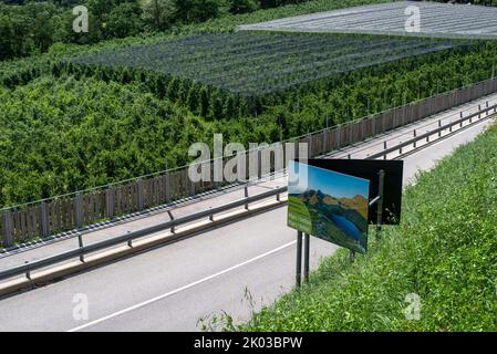 Apple orchard, fruit growing area, Algund, South Tyrol, Italy Stock Photo