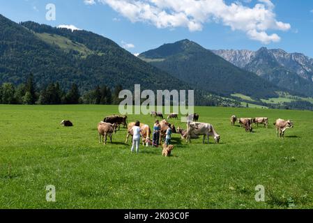Tourists with dog petting cows, alpine cows, Walchsee, Tyrol, Austria Stock Photo