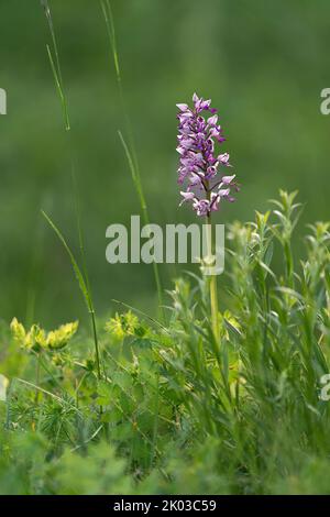 Military orchid, Orchis militaris, helmet orchid Stock Photo