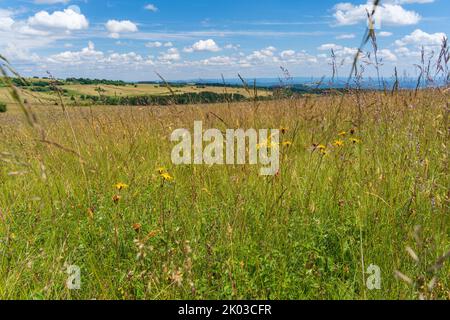 Arnica, Arnica montana, Mountain Welfare, Real Arnica Stock Photo