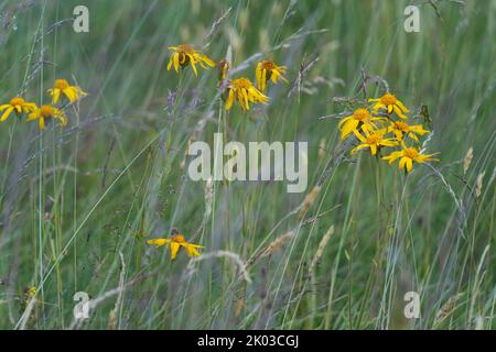 Arnica, Arnica montana, Mountain Welfare, Real Arnica Stock Photo