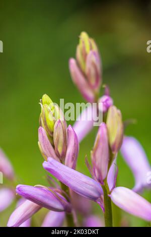 Funkia (Hosta), flower buds Stock Photo