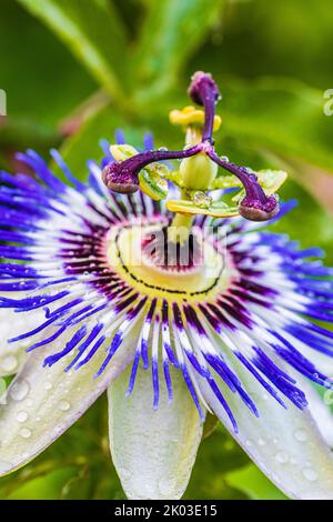 Blue passion flower (Passiflora caerulea), blossom with raindrops, closeup Stock Photo