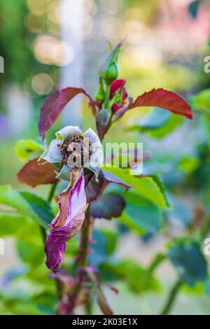 Rose, faded, bud, abstract circular bokeh Stock Photo