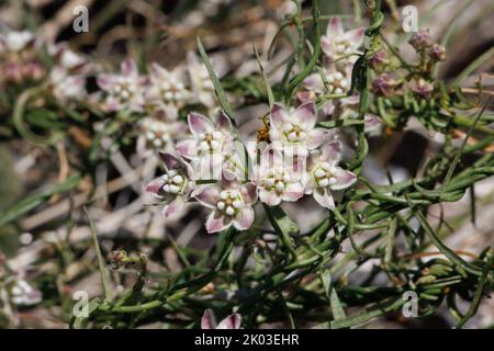 White flowering cymose umbel inflorescence of Funastrum Cynanchoides, Apocynaceae, native perennial herb in the Coachella Valley Desert, Springtime. Stock Photo