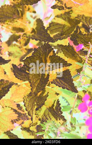 Common coleus plants growing in the sunny summer meadow in a bright yellow color film negative. Stock Photo