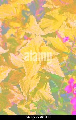 Common coleus plants growing in the sunny summer meadow in a bright faded background illustration. Stock Photo