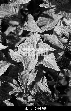 Common coleus plants growing in the sunny summer meadow in a faded black and white background. Stock Photo