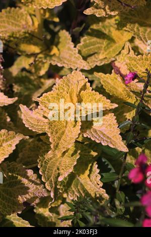 Common coleus plants growing in the sunny summer meadow. Stock Photo