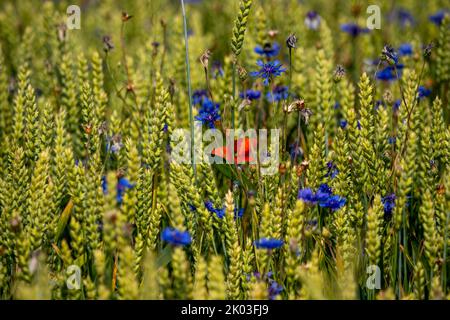 Grain field, wheat, soft wheat, ears, wild flowers, field flowers, Stock Photo