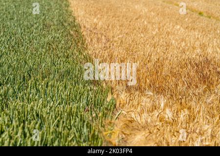 Grain field, wheat, soft wheat, ears, green, left, barley field right, ready for harvest, field flowers, Stock Photo