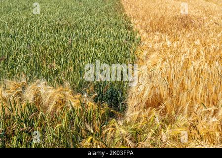 Grain field, wheat, soft wheat, ears, green, left, barley field right, ready for harvest, field flowers, Stock Photo