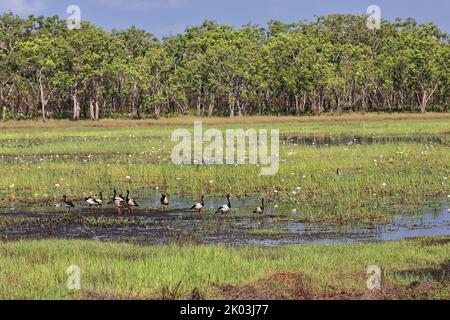 151 Marshlands and birdlife in the Port Darrwin wetlands. Nothern Territory-Australia. Stock Photo