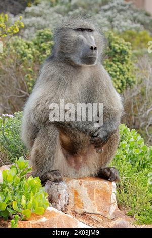 Large male chacma baboon (Papio ursinus) sitting in natural habitat, South Africa Stock Photo