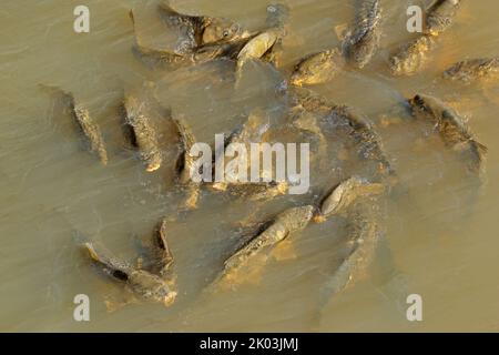 Shoal of common carp (Cyprinus carpio) swimming in a freshwater pond Stock Photo