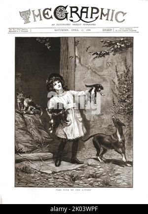 'The Graphic, Front Cover April 17th. 1886', 1886. The Pick of the Litter. From &quot;The Graphic. An Illustrated Weekly Newspaper Volume 33. January to June, 1886&quot; Stock Photo