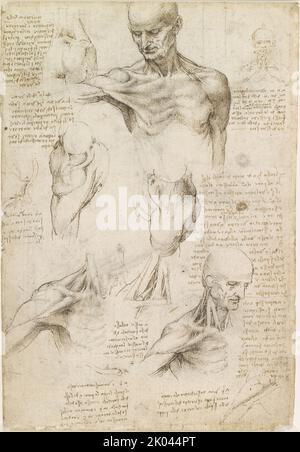 Superficial anatomy of the shoulder and neck , c. 1510. Found in the collection of the Royal Collection, London. Stock Photo