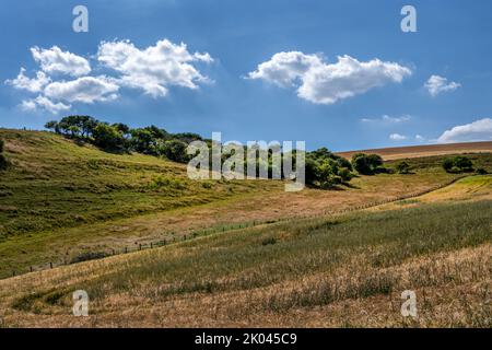 Clump of trees in the fields on the South Downs on a summer afternoon, East Sussex, England Stock Photo