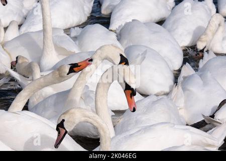 A white Mute Swan becomes aggressive at feeding time Stock Photo