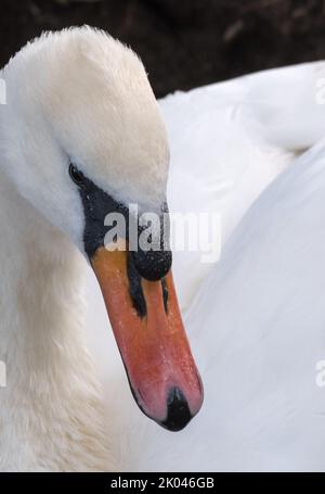 Theface of a white Mute Swan Stock Photo