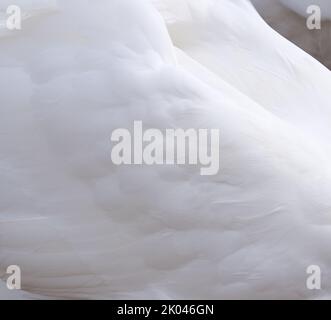 Beautiful White Mute Swan Cob Stock Photo