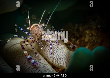 Spotted Cleaner Shrimp (Periclimenes yucatanicus) on the reef off the Dutch Caribbean island of Sint Maarten Stock Photo