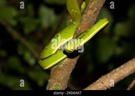 Side-striped Palm Pit Viper (Bothriechis lateralis) or  side-striped palm viper Stock Photo