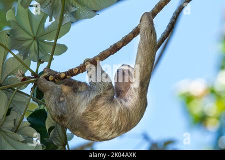 Three-Toed Sloth (Bradypus infuscatus) hanging from a tree limb Stock Photo