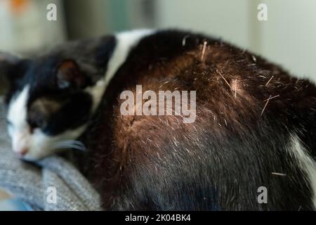 Cat is Receiving Acupuncture Treatment Stock Photo