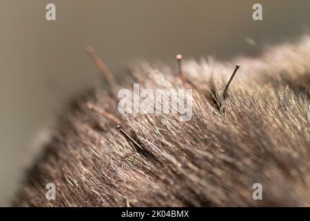 Cat is Receiving Acupuncture Treatment Stock Photo