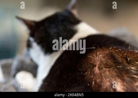 Cat is Receiving Acupuncture Treatment Stock Photo