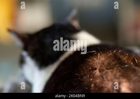 Cat is Receiving Acupuncture Treatment Stock Photo