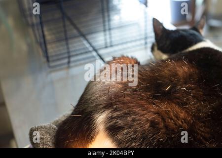 Cat is Receiving Acupuncture Treatment Stock Photo