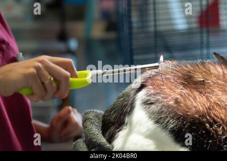 Cat is Receiving Acupuncture Treatment Stock Photo