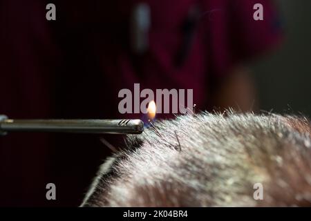 Cat is Receiving Acupuncture Treatment Stock Photo