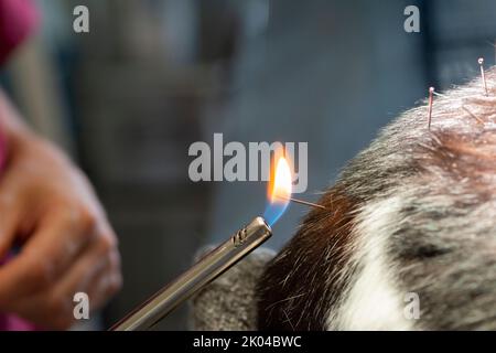 Cat is Receiving Acupuncture Treatment Stock Photo