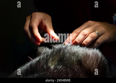 Cat is Receiving Acupuncture Treatment Stock Photo