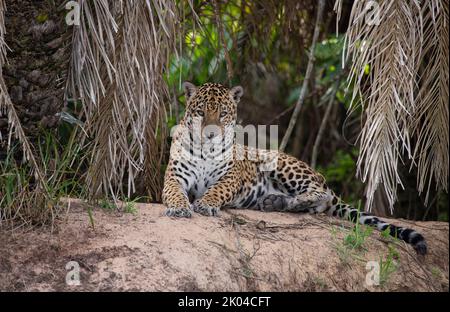 Jaguar (Panthera onca) resting on riverbank Stock Photo