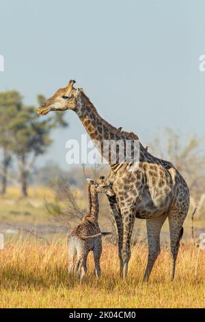 Southern Savanna Giraffe (Giraffa giraffa) mother and calf Stock Photo