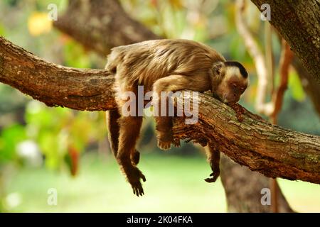 Capuchin monkey (Cebus apella) sleeping on a tree branch. Pantanal, Brazil Stock Photo
