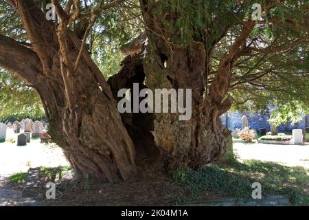 ancient yew tree (Taxus baccata) in St Peters Church, Peterchurch, Golden Valley, nr Hay on Wye, Herefordshire Stock Photo