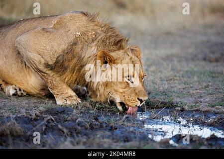 A young male lion laps water from a shallow puddle in the Okavango delta, Botswana Stock Photo