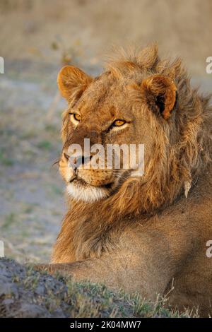 vertical portrait of a young male lion in warm morning light, Botswana Stock Photo