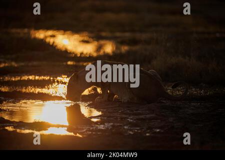 horizontal silhouette and reflection of a lioness drinking from the Okavango delta, warm setting sun reflected in the water. Stock Photo