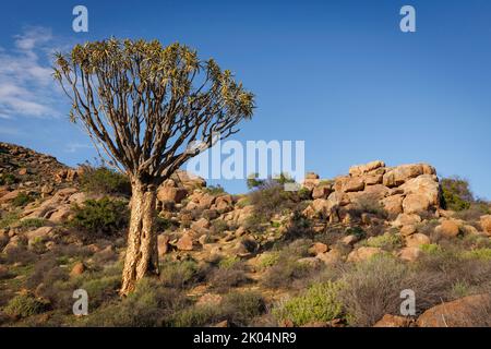 A solitary kokerboom, quiver tree, stands in a rocky terrain near Kamieskroon, Namaqualand, Northern Cape, South Africa Stock Photo