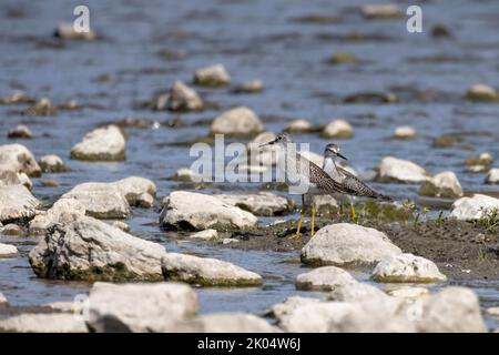 The American bullfrog (Lithobates catesbeianus), often simply known as the bullfrog in Canada and the United States, is a large true frog native to ea Stock Photo