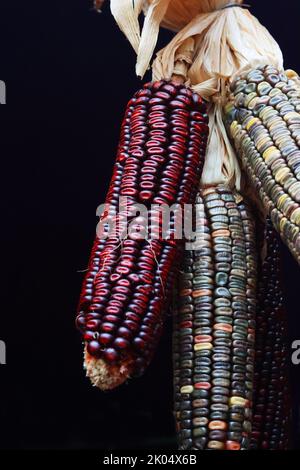 Bunch of Multi-colored indian Flint Corn hanging in the showcase of the oriental market store in Heidelberg, Bavaria, Germany. Dark brown background. Stock Photo